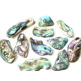 Paua-Muschel (Abalone) - Sonderqualitt - ca. 2,5 - 2,9 cm