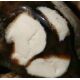 Peanutwood (versteinertes Holz)
