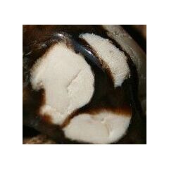 Peanutwood (versteinertes Holz)