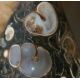 Turitella-Jaspis (Turitellaachat / Fossilachat)