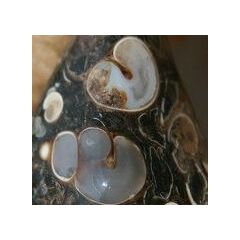 Turitella-Jaspis (Turitellaachat / Fossilachat)