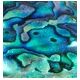 Paua-Muschel (Abalone)