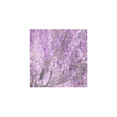 Purpurit
