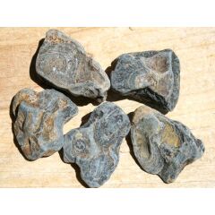Stromatolith