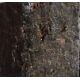 Hornblende