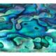 Paua-Muschel (Abalone)