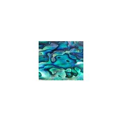Paua-Muschel (Abalone)