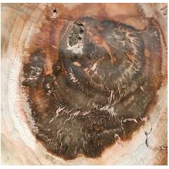 Versteinertes Holz