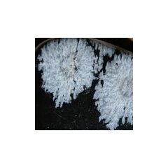 Schneeflockenobsidian