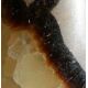 Septarie
