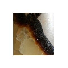 Septarie