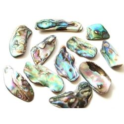Paua-Muschel (Abalone) - Sonderqualität - ca. 2,5 - 2,9 cm