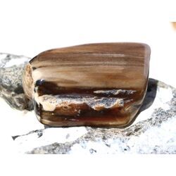 Versteinertes Holz XXL Trommelstein - Sonderqualit�t - ca. 4,1 cm x 2,8 cm x 1,3 cm (Fairer Handel / GKS)