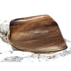 Versteinertes Holz XXL Trommelstein - Sonderqualit�t - ca. 4,1 cm x 2,8 cm x 1,3 cm (Fairer Handel / GKS)