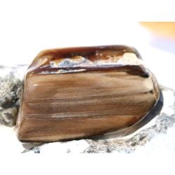 Versteinertes Holz XXL Trommelstein - Sonderqualität - ca. 4,1 cm x 2,8 cm x 1,3 cm (GKS)