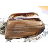 Versteinertes Holz XXL Trommelstein - Sonderqualität...