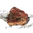 Versteinertes Holz Trommelstein - Sonderqualität - ca. 3 cm x 2,9 cm x 1,1 cm (Fairer Handel / GKS)