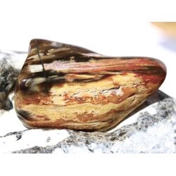 Versteinertes Holz XXL Trommelstein - Sonderqualit�t -...