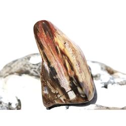 Versteinertes Holz XXL Trommelstein - Sonderqualit�t - ca. 4,5 cm x 2,8 cm x 1,4 cm (Fairer Handel / GKS)