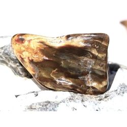 Versteinertes Holz XXL Trommelstein - Sonderqualit�t - ca. 4,5 cm x 2,8 cm x 1,4 cm (Fairer Handel / GKS)