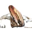 Versteinertes Holz XXL Trommelstein - Sonderqualität - ca. 4,5 cm x 2,8 cm x 1,4 cm (Fairer Handel / GKS)