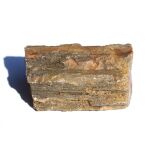 Versteinertes Holz XXL Ast / Stamm / Rohstein - Sonderqualität - ca. 6,3 cm x 3,7 cm x 3,1 cm