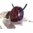 Granat rot "Sterngranat" Almandin Trommelstein gebohrt - Sonderqualität - Rarität - ca. 2,5 cm x 1,7 cm x 1,6 cm - Sonderpreis wg. Makel -