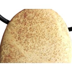 Versteinerte Koralle XXL Schmuckstein Cabochon /...