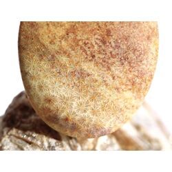 Versteinerte Koralle XXL Schmuckstein Cabochon / Scheibenstein gebohrt - ca. 4 cm x 3 cm x 0,9 cm