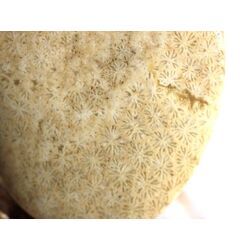 Versteinerte Koralle XXL Schmuckstein Cabochon / Scheibenstein gebohrt - ca. 4 cm x 3 cm x 0,9 cm