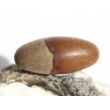 Shiva Lingam Ei (Sandstein/Tonstein) Trommelstein - Sonderqualität - ca. 3,1 cm x 1,4 cm (GKS)