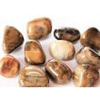 Versteinertes Holz Trommelsteine - Sonderquaität - ca. 2 - 2,5 cm / ca. 11 - 16 g/St