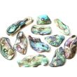 Paua-Muschel (Abalone) XL - ca. 3,5 - 3,9 cm