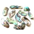 Paua-Muschel (Abalone) XL - ca. 3,5 - 3,9 cm