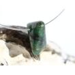 Smaragd Schmuckstein gebohrt (Beryll) - Rarität - ca. 2 cm x 1,3 cm x 1,3 cm