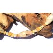 Lace-Achat / Calcit orange (Orangencalcit) - Halskette / Edelsteinkette 925iger Silber - Sonderqualität - ca. 54 cm (GKS)