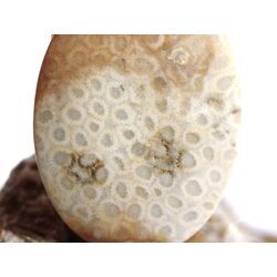 Versteinerte Koralle XXL Schmuckstein Cabochon / Scheibenstein gebohrt - ca. 4 cm x 3 cm x 0,9 cm