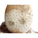 Versteinerte Koralle XXL Schmuckstein Cabochon / Scheibenstein gebohrt - ca. 4 cm x 3 cm x 0,9 cm
