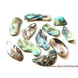 Paua-Muschel (Abalone) - ca. 2 - 2,5 cm / 20 g