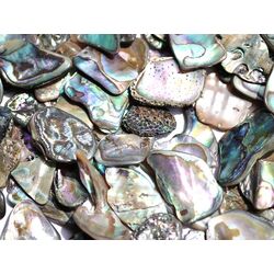 Paua-Muschel (Abalone) - ca. 1 - 1,5 cm / 30 g