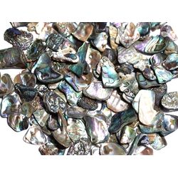 Paua-Muschel (Abalone) - ca. 1 - 1,5 cm / 30 g