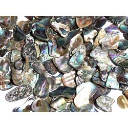 Paua-Muschel (Abalone) - ca. 1 - 1,5 cm / 30 g