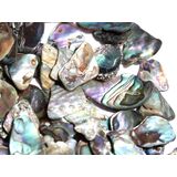 Paua-Muschel (Abalone) - ca. 1 - 1,5 cm / 30 g
