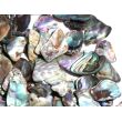 Paua-Muschel (Abalone) - ca. 1 - 1,5 cm / 30 g