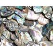 Paua-Muschel (Abalone) - ca. 1 - 1,5 cm / 30 g