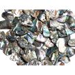 Paua-Muschel (Abalone) - ca. 1 - 1,5 cm / 30 g