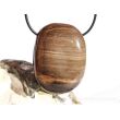 Versteinertes Holz XXL Scheibenstein / Schmuckstein gebohrt - Sonderqualität - ca. 4,4 cm x 3,3 cm x 1,3 cm