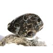 Turitella-Jaspis Trommelstein - Sonderqualität - ca. 3 cm x 2 cm x 1,7 cm