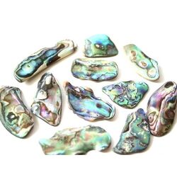 Paua-Muschel (Abalone) XXL - ca. 4 -  4,8 cm
