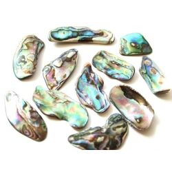 Paua-Muschel (Abalone) XXL - ca. 4 -  4,8 cm